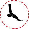 Ankle