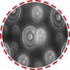 Regenerative Medicine